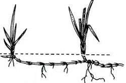 Rhizome Stoloniferous